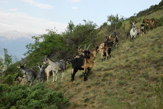 Beweidung mit Ziegen am Kortscher Leiten (Archiv Amt für Natur, Foto Leo Unterholzner, 2005)