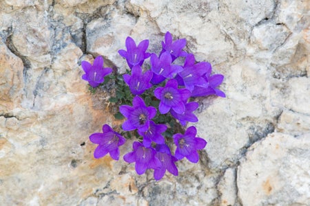 Cercasi campanula di Moretti