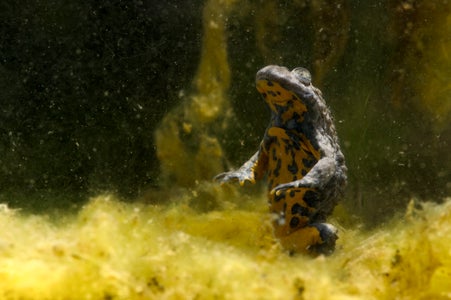 Cercasi ululone dal ventre giallo