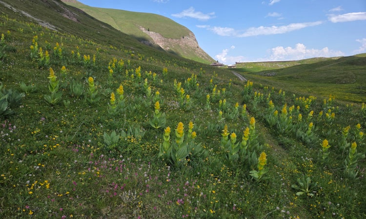 La genziana maggiore è una pianta imponente con fusto eretto, non ramificato e foglie opposte (Archivio Ufficio Natura, Maffei Fabiana).