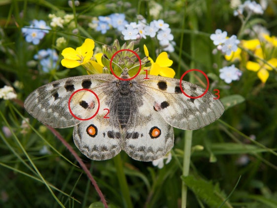 La farfalla apollo predilige i pendii montani soleggiati ed esposti a sud. Vola in vicinanza di ghiaioni, pietraie e radure boschive (Archivio Ufficio Natura, Foto Sepp Hackhofer).
