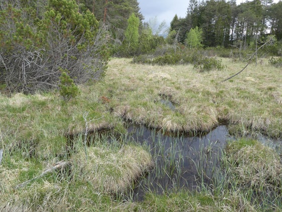 Biotopo e sito Natura 2000 Wölflmoor, Nova Ponente (Archivio Ufficio Natura, Foto Edith Bucher, 2023)