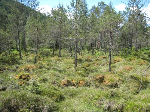 Biotop Rasner Möser, Übergang vom Hochmoor zum Moorwald (Archiv Amt für Natur, Foto Ulrike Gamper, 2008)