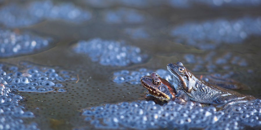 Rana temporaria fra degli ammassi gelatinosi di uova (Archivio Ufficio Natura, Foto Sepp Hackhofer, 2011)
