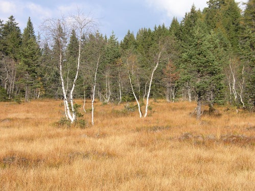 Torbiera della Malga Pezzole, Trodena (Archivio Ufficio Natura, 2005)