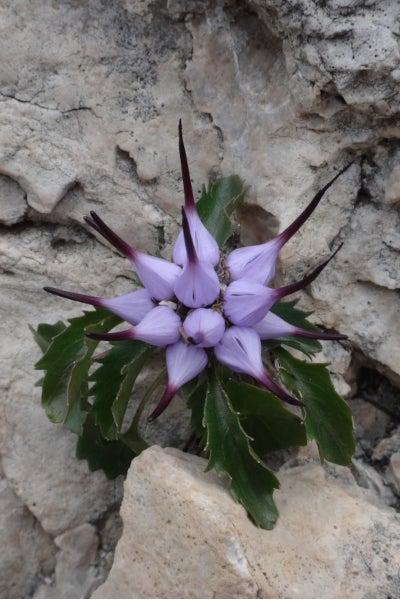 Raponzolo chiomoso: Il nome raponzolo deriva dalla forma della radice, simile ad una piccola rapa.  Il nome tedesco 'artiglio del diavolo' si riferisce invece alla forma dell'infiorescenza (Archivio Ufficio Natura, Foto Markus Fill).