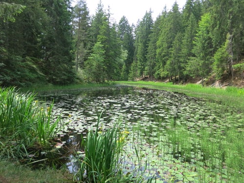 Biotop Sulfner Weiher, Hafling (Archiv Amt für Natur, Foto Marialuise Kiem, 2016)