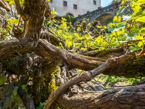 Monumento naturale Vite presso Castel Katzenzungen, Tesimo (Archivio Ufficio Natura, Foto Othmar Seehauser, 2016)