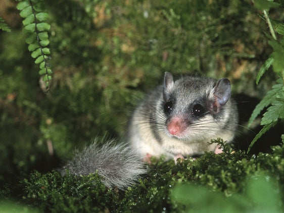 Il driomio (Dryomys nitedula) vive in boschi umidi misti di conifere, di solito sopra 1000 m. A volte lo si può anche osservare in altane o malghe poco frequentate. (Archivio Museo Scienze Naturali Alto Adige, Foto Valter Pallaoro)