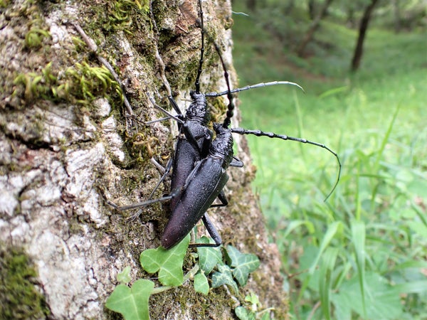 Il cerambice è uno dei coleotteri più grandi dell'Europa centrale. Le antenne del maschio superano la lunghezza del corpo. Quelle della femmina raggiungono invece circa la lunghezza del corpo (Archivio Ufficio Natura, Foto Audrey Marsy, 2023).