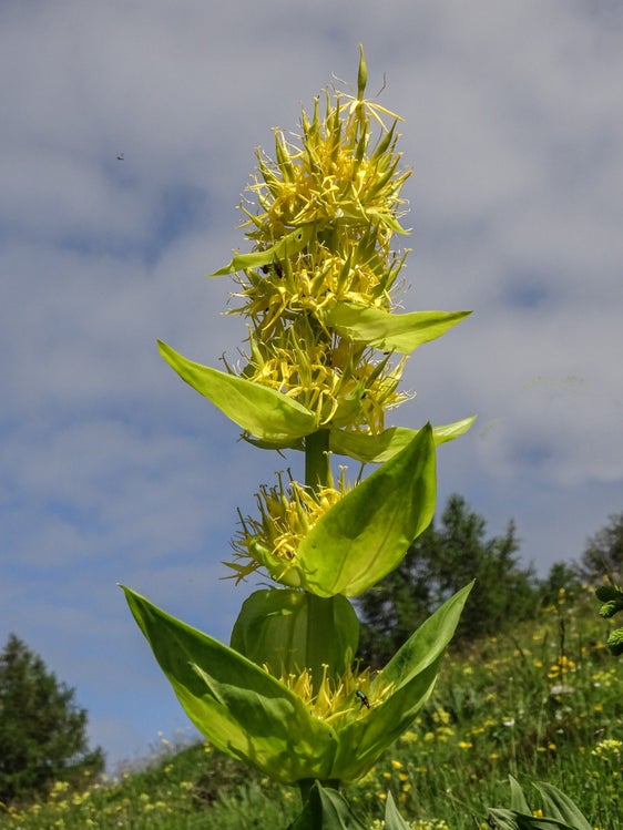 I fiori gialli della genziana maggiore si sviluppano durante l'estate nelle ascelle delle foglie superiori (Archivio Ufficio Natura, Georg Frener).