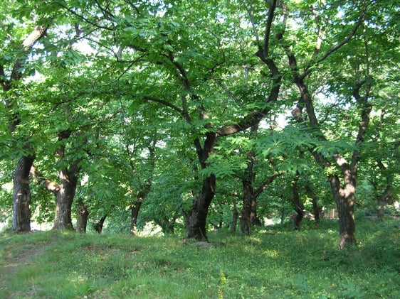 Castagneto a Costa a Seit, Laives (Archivio Ufficio Natura, Foto Joachim Mulser, 2005)