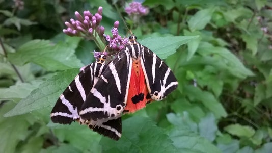 Cercasi falena tigre