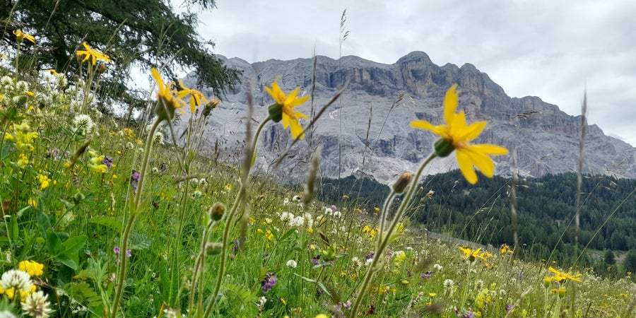 Prateria montana ricca di specie (Archivio Ufficio Natura, Foto Mauro Tomasi, 2019)