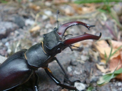 Hirschkäfer gesucht