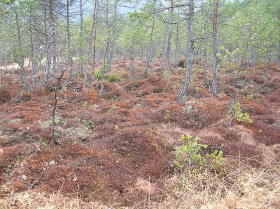 Torbiera alta di Rasun, Rasun-Anterselva (Archivio Ufficio Natura, 2005)