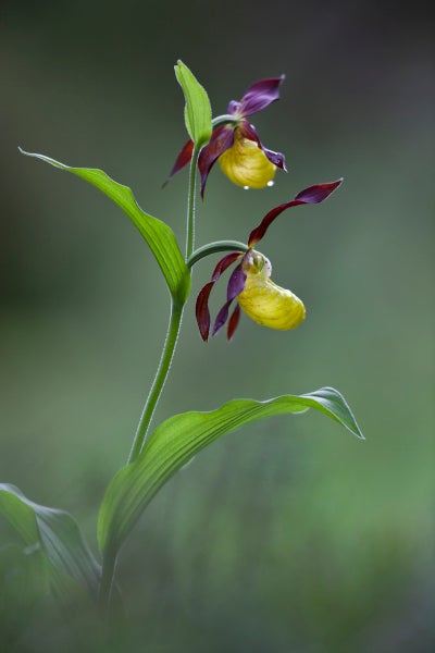Pianelle della Madonna, un orchidea selvatica, molto appariscente -  Rispettiamola lasciandola vivere in natura! (Archivio Ufficio Natura, Foto Sepp Hackhofer)