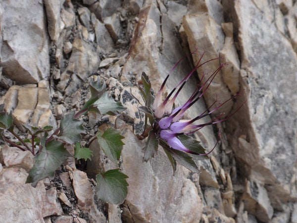 Schopfteufelskralle: Der Gattungsname Physoplexis bedeutet 'Blase, geflochten' und verweist auf die blasenförmigen Blütenzipfel (Archiv Amt für Natur, Foto Markus Fill).