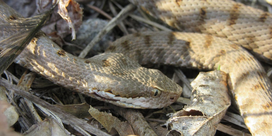 Die Aspisviper besitzt eine leicht nach oben gezogene Schnautzenspitze (Archiv Amt für Natur, Foto Giulia Ligazzolo, 2017).