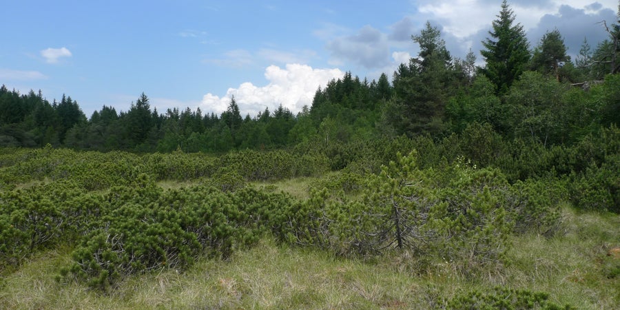 Legföhre (Latsche) im Biotop und Natura-2000-Gebiet Wölflmoor, Deutschnofen (Archiv Amt für Natur, Foto Martin Mair, 2019)