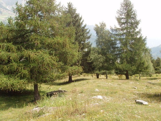 Pascolo alberato con larici (Archivio Ufficio Natura)
