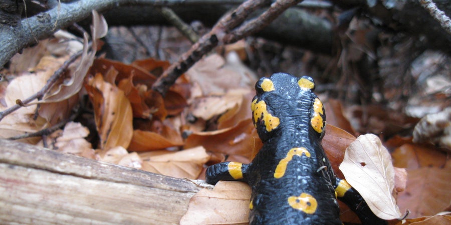 Salamandra pezzata (Archivio Ufficio Natura, Foto Edith Bucher, 2012)