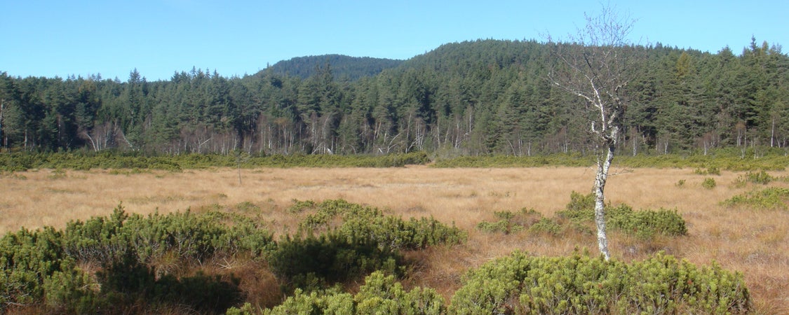 Biotop und Natura-2000-Gebiet Wölflmoor, Deutschnofen (Archiv Amt für Natur, Foto Martin Mair, 2014)