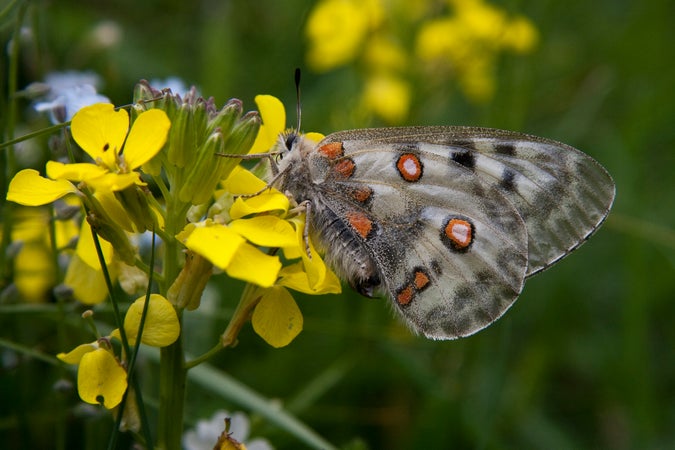Der Apollofalter (Parnassius apollo) ist an vielen Fundstellen verschwunden (Archiv Amt für Natur, Foto Sepp Hackhofer).