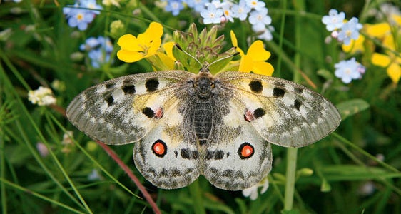 Cercasi farfalla apollo