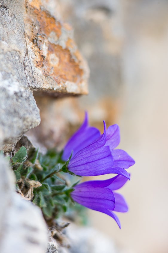 Campanula di Moretti (Archivio Ufficio Natura, Foto Sepp Hackhofer)