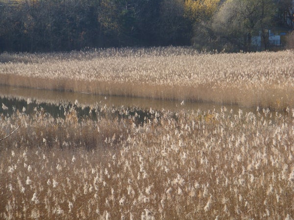 Schilffäche im Raiermoos, Natz-Schabs (Archiv Amt für Natur, Martin Mair, 2017)