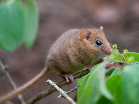 Il moscardino (Muscardinus avellanarius) necessita di un habitat caratterizzato da una vegetazione varia. Colonizza un territorio esteso sino a un ettaro. Preferisce quindi muoversi tra le siepi, ai margini dei boschi e lungo i corsi d'acqua. (Archivio Museo Scienze Naturali Alto Adige, Foto Valter Pallaoro)