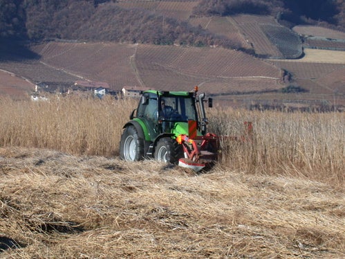 Sfalcio del canneto nel biotopo lago di Caldaro (n. 2 / Archivio Ufficio Natura, 2002)