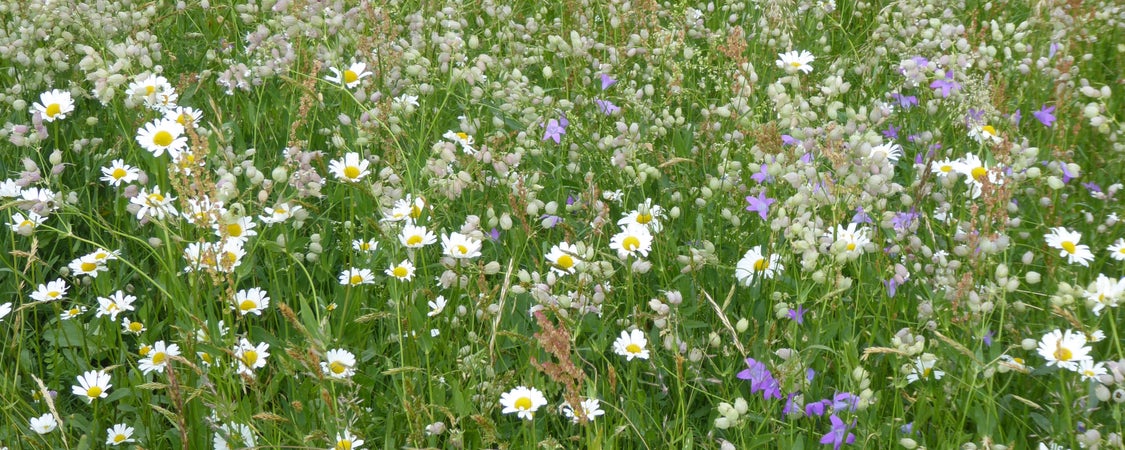 Prati di montagna ricchi di specie