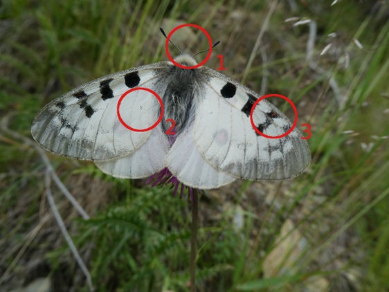 Parnassius phoebus è considerata una specie alpina. Il suo periodo di volo è tra metà luglio e metà agosto (Archivio Ufficio Natura, Foto Edith Bucher).