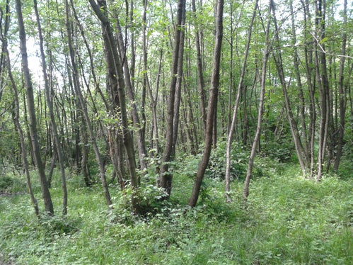 Auwald im Biotop Schludernser Au (Archiv Amt für Natur,  Foto Martin Mair, 2016)