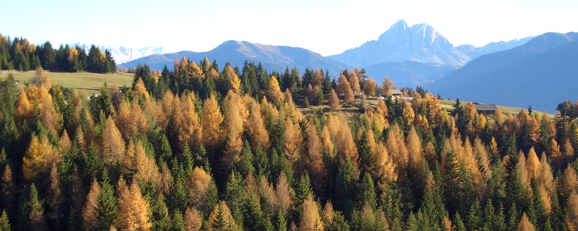 Bergwald mit Lärche und Fichte (Archiv Amt für Natur, Foto Artur Kammerer, 2005)