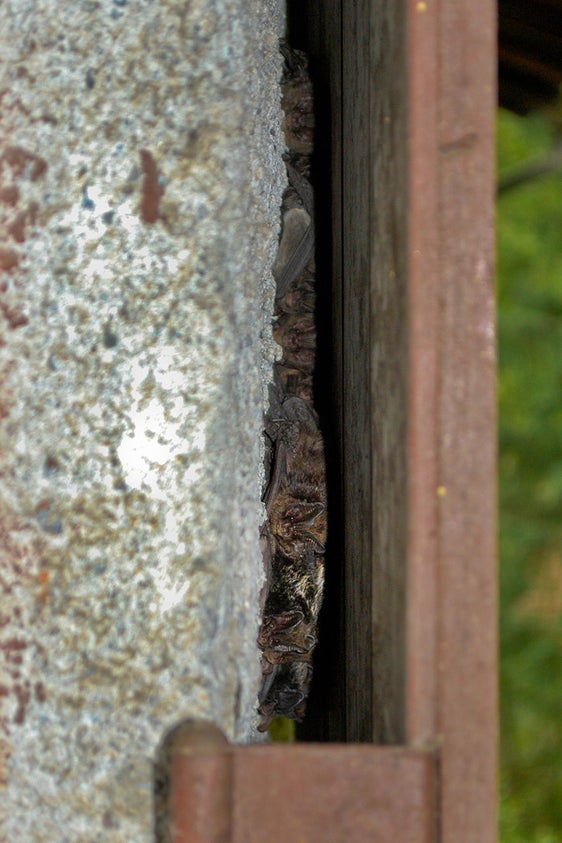 Barbastello: colonia tipica dietro una persiana (Archivio Ufficio Natura, Foto Mattia Piccioli)