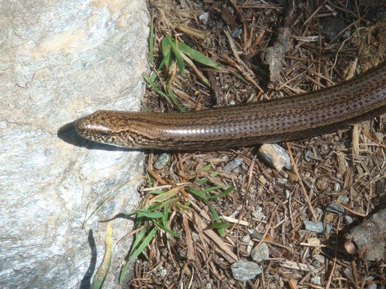  Im Unterschied zu den Schlangen hat die Blindschleiche bewegliche Augenlider. Sie kann außerdem den Schwanz abwerfen, ähnlich den Eidechsen (Archiv Amt für Natur, Foto Martin Mair, 2010).