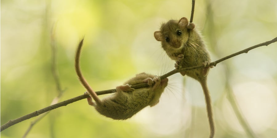 Die Haselmaus, ein Bilch, hat eine Vorliebe für Haselnüsse und Beeren (Archiv Amt für Natur, Foto Reinhard Arnold).