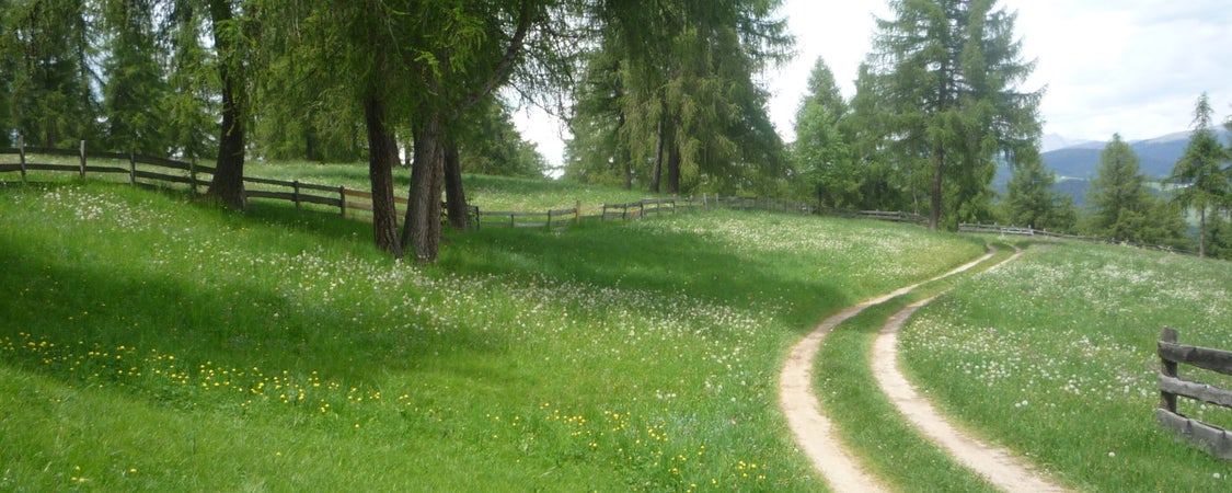 Prati di larici a San Genesio (Archivio Ufficio Natura, Foto Largarioli Gabriella, 2012)