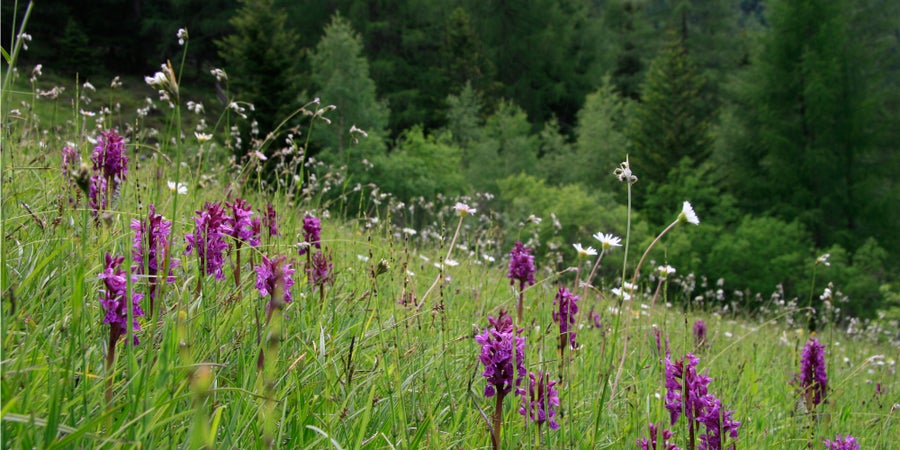 Feuchtwiese, Großklausen, Ahrntal (Archiv Amt für Natur, Foto Josef Hackhofer, 2007)