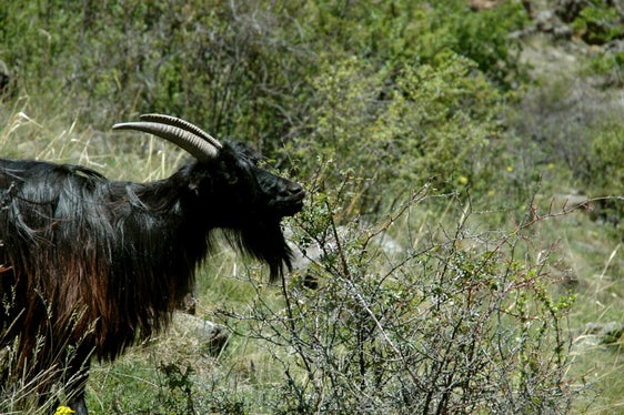 Ziege am Naturnser Sonnenberg (Archiv Amt für Natur, Foto Leo Unterholzner)