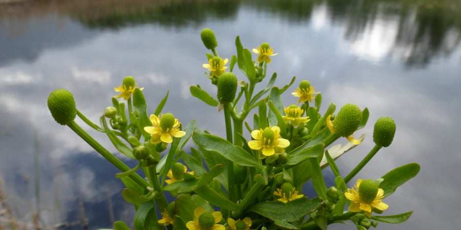Gift-Hahnenfuß (Archiv Amt für Natur, Foto Edith Bucher, 2016)