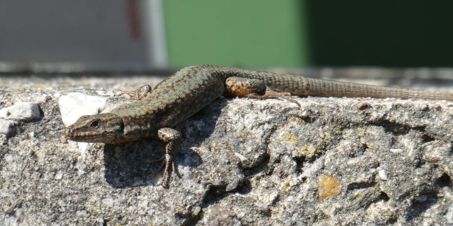 Lucertola muraiola (Archivio Ufficio Natura, Foto Edith Bucher, 2023)