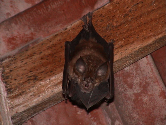 Ferro di cavallo maggiore (Archivio Ufficio Natura, Foto Eva Ladurner, 2003)