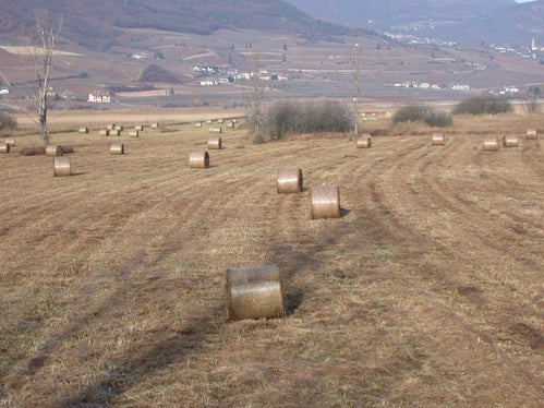 Sfalcio del canneto nel biotopo lago di Caldaro (Archivio Ufficio Natura, 2002)