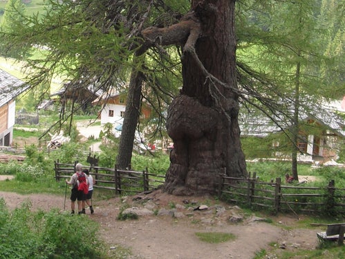Larici millenari (Archivio Ufficio Natura, Foto Ladurner, 2010)