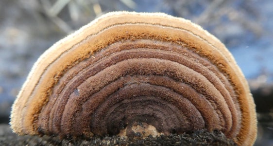 Neue Herausforderungen für den Naturschutz