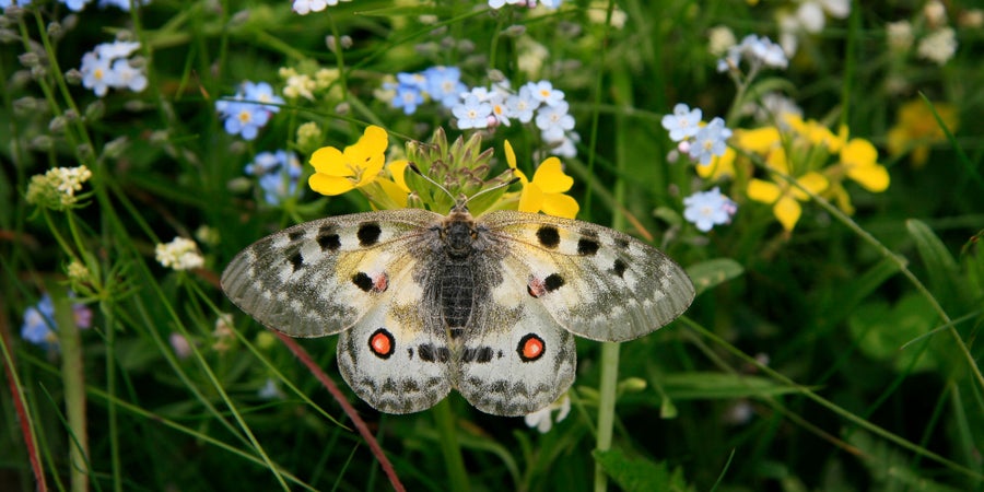 La farfalla apollo è una delle farfalle più note. È tutelata in quanto inserita nell'allegato IV della direttiva habitat (Archivio Ufficio Natura, Foto Sepp Hackhofer, 2007)